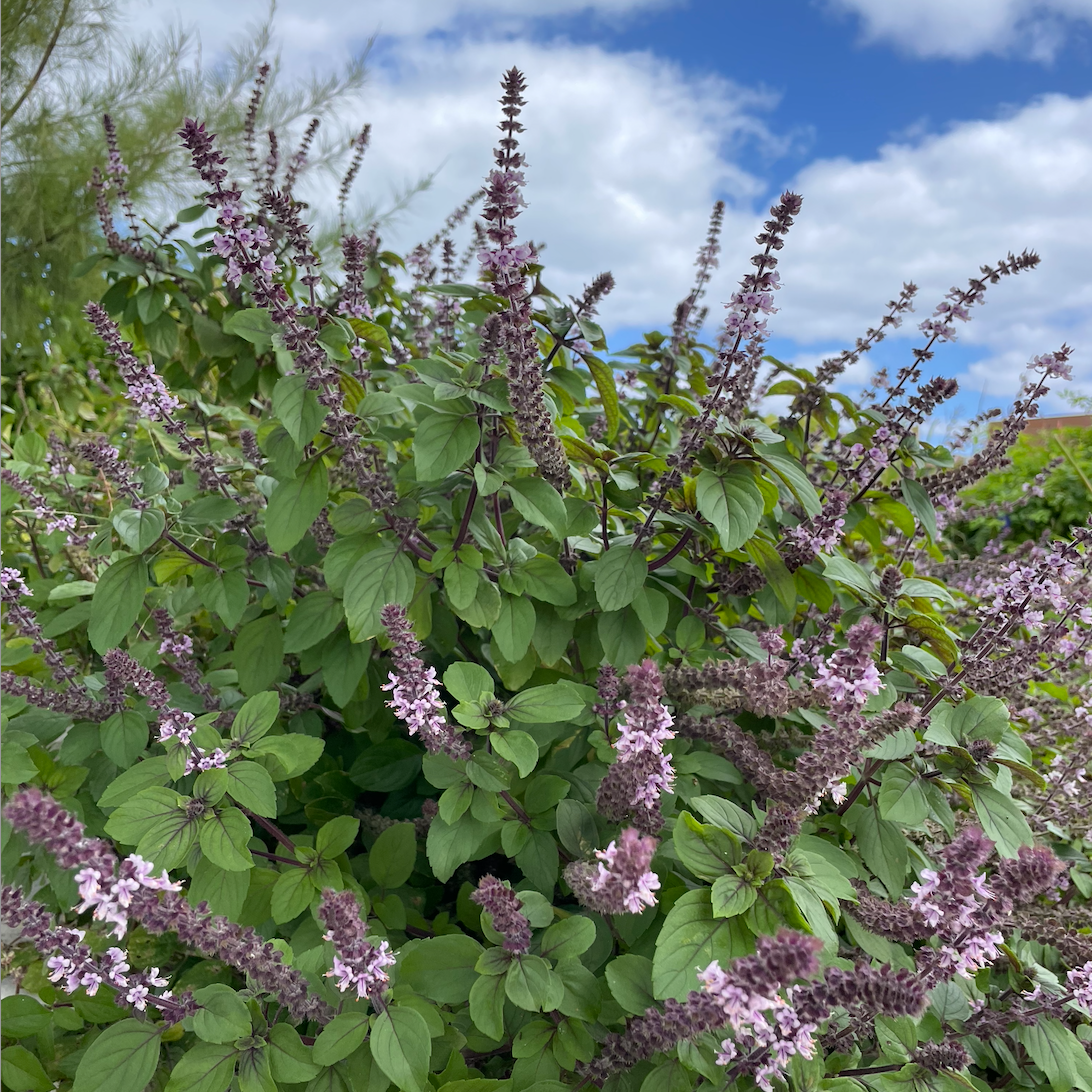 African Blue Basil