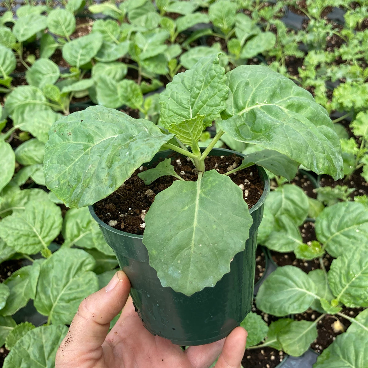 Alcosa Savoy Cabbage