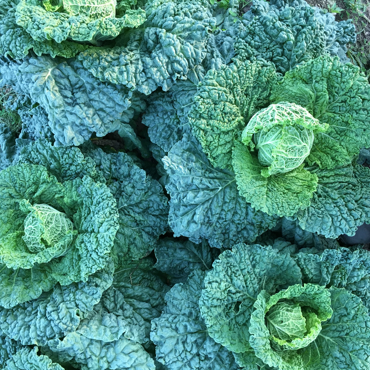 Alcosa Savoy Cabbage