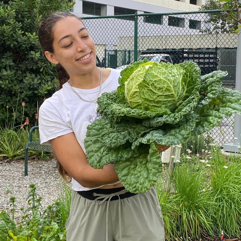 Alcosa Savoy Cabbage