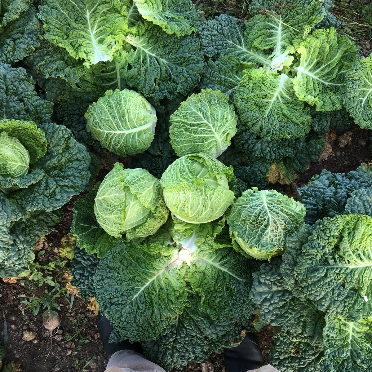 Alcosa Savoy Cabbage