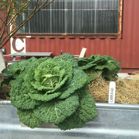 Alcosa Savoy Cabbage