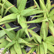 Aloe Vera