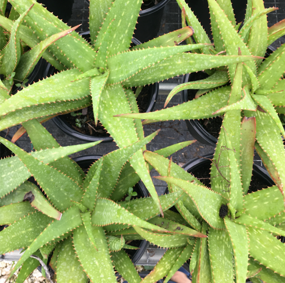 Aloe Vera