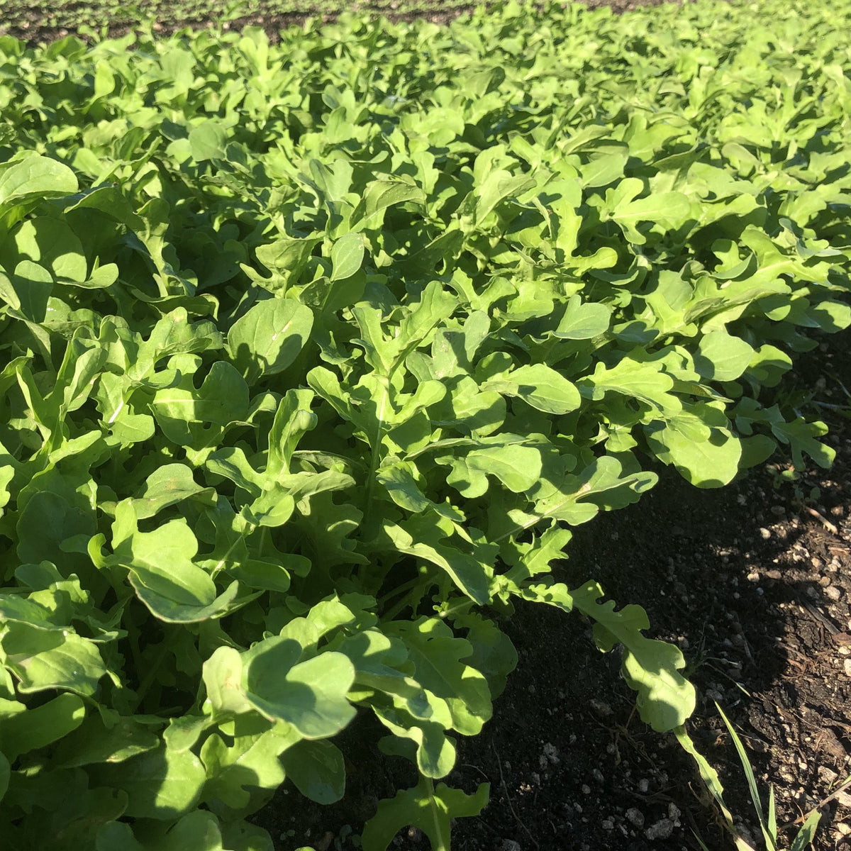 Astro & Esmee Arugula 6 pack