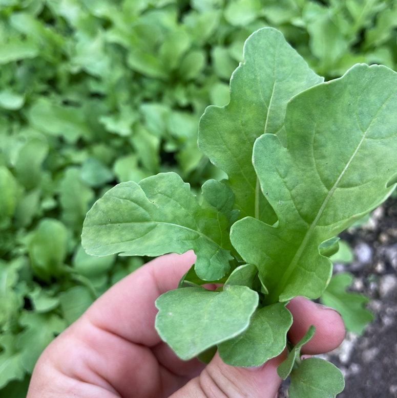 Arugula Seed Packet