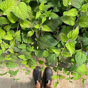 Aztec Sweet Herb