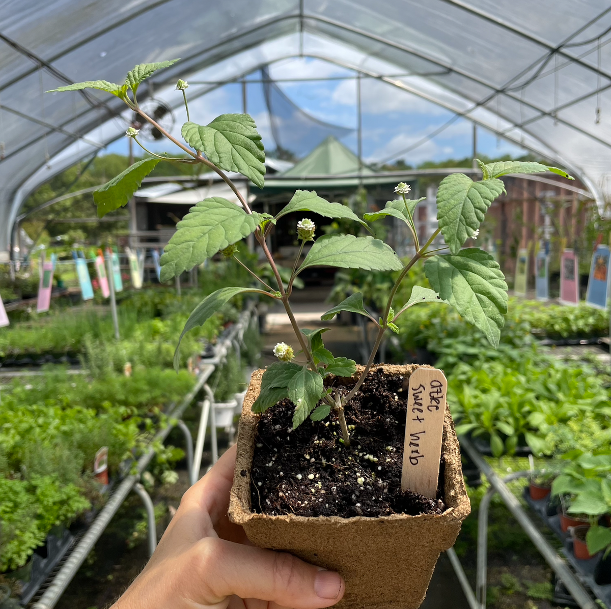 Aztec Sweet Herb