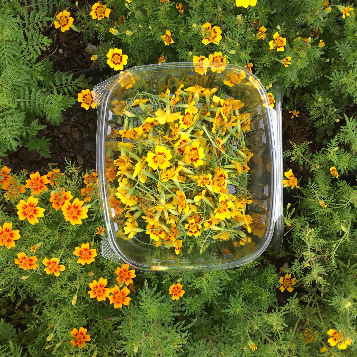 Citrus Gem Marigolds