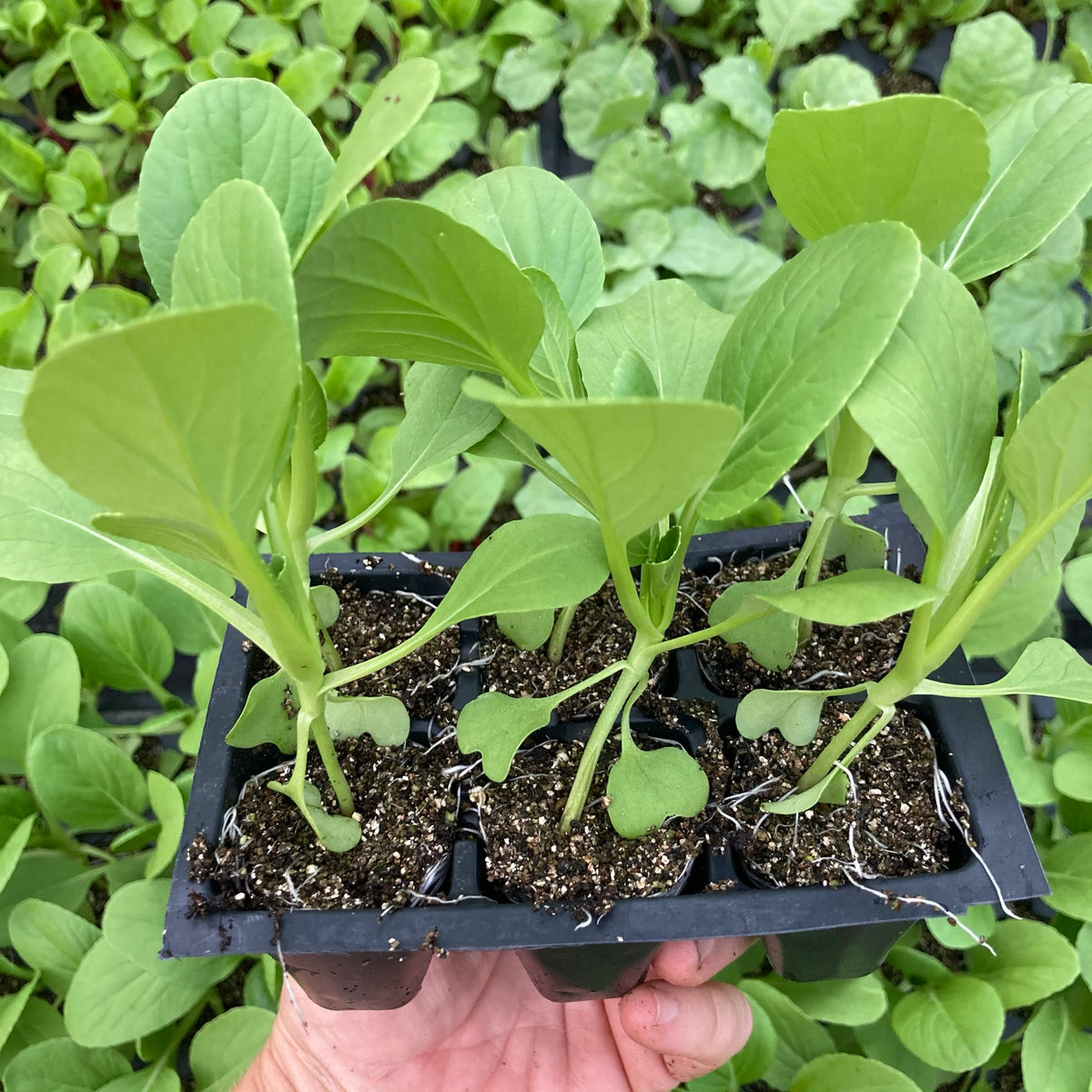 Li Ren Baby Bok Choi