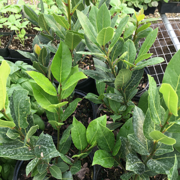 Bay Leaf Tree