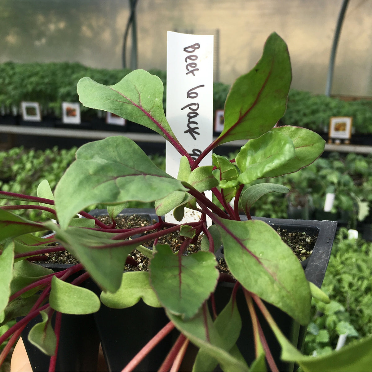 Beets - 6 pack