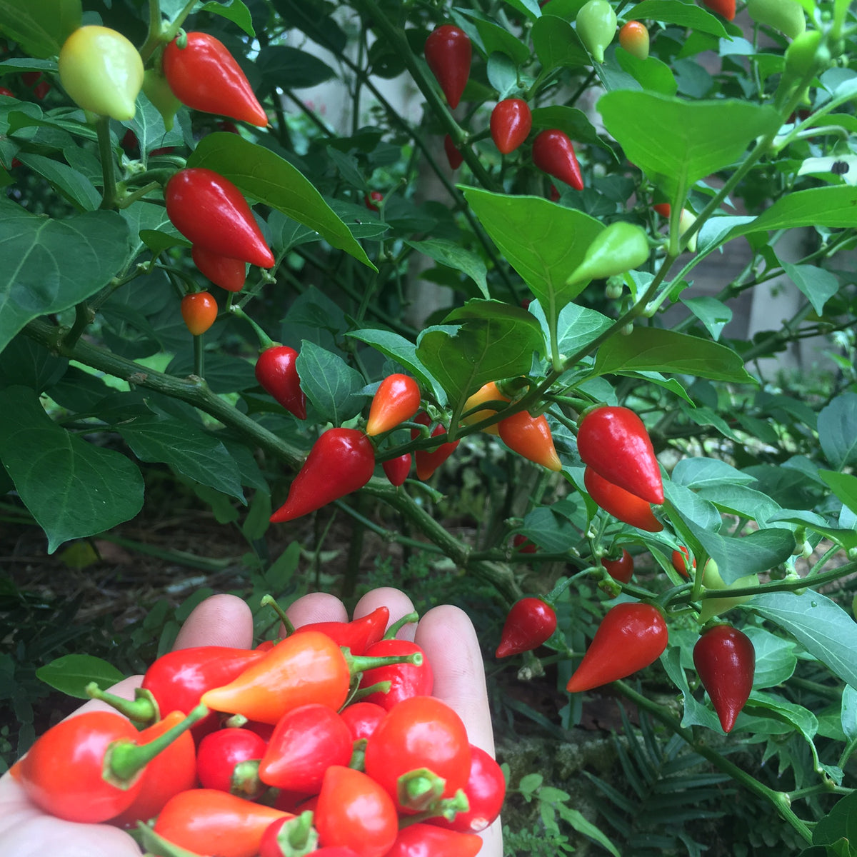 Red Biquinho Pepper