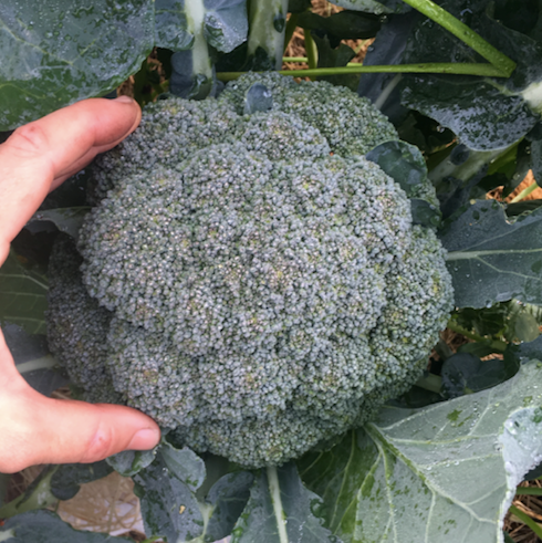 Broccoli