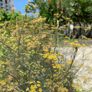Bronze Fennel