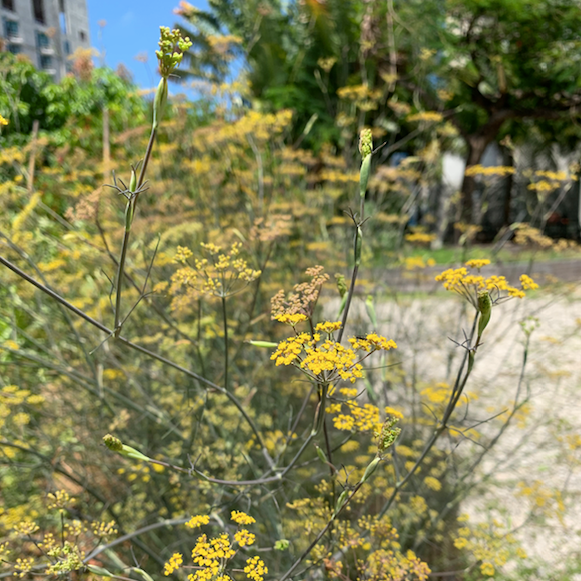 Bronze Fennel