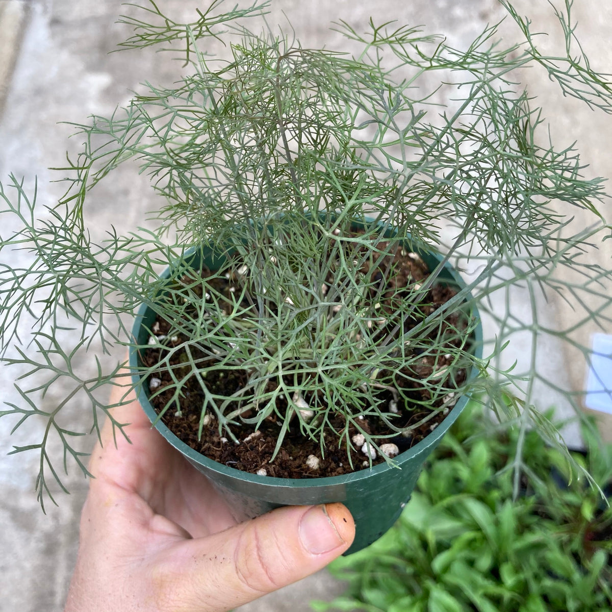 Bronze Fennel
