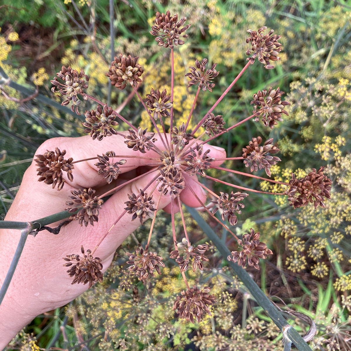 Bronze Fennel
