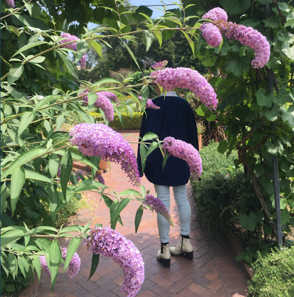 Buddlea