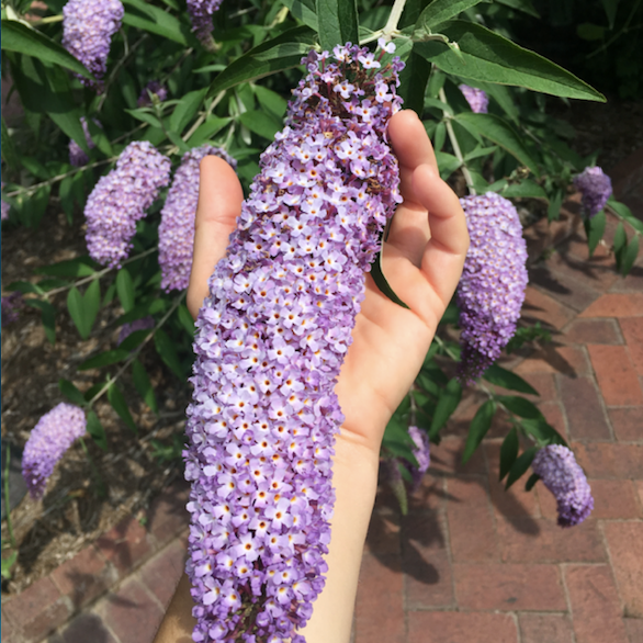 Buddlea