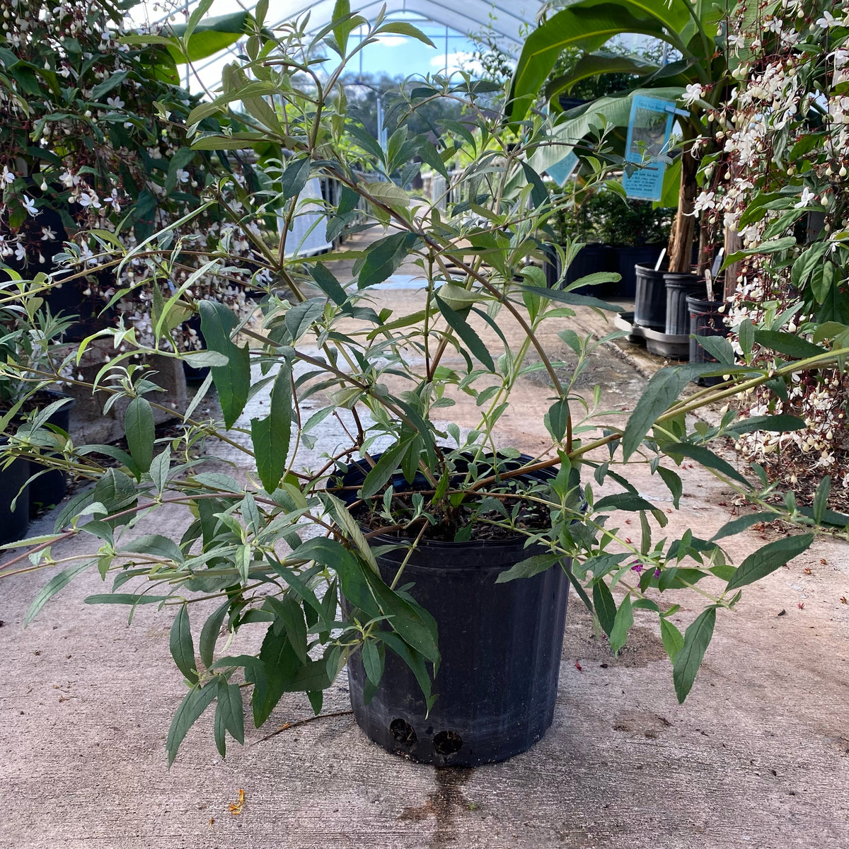 Buddlea