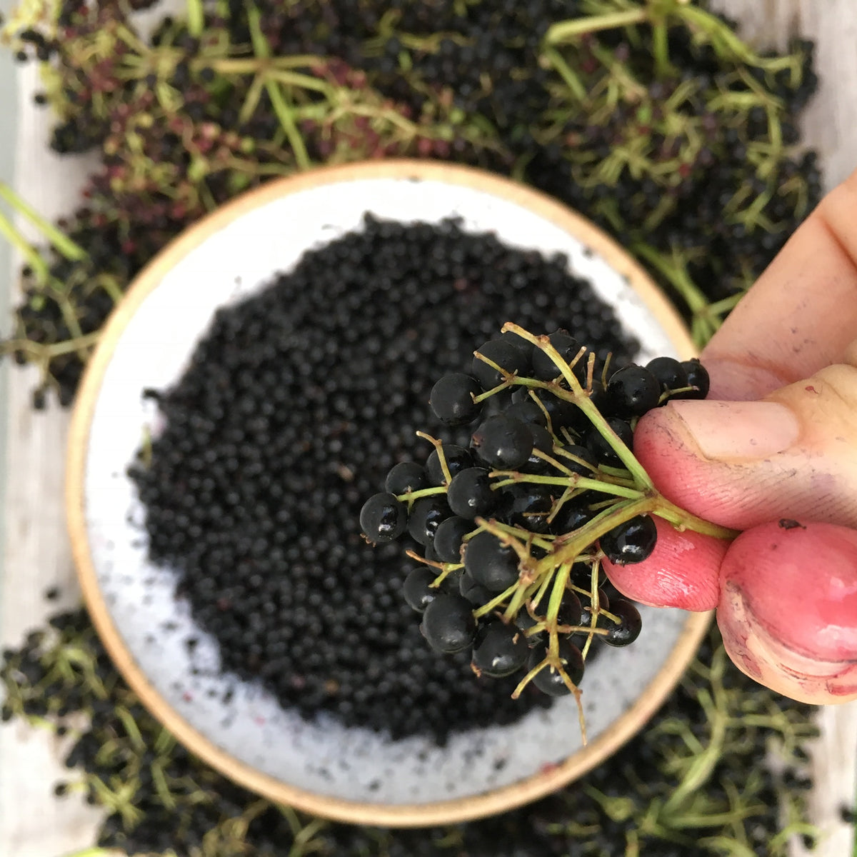 American Elderberry Tree