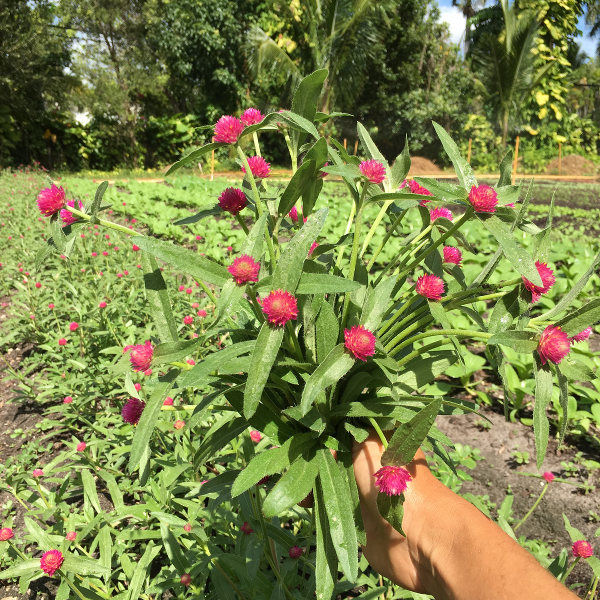 Carmine Globe Amaranth aka Gomphrena