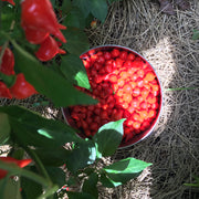 Red Biquinho Pepper