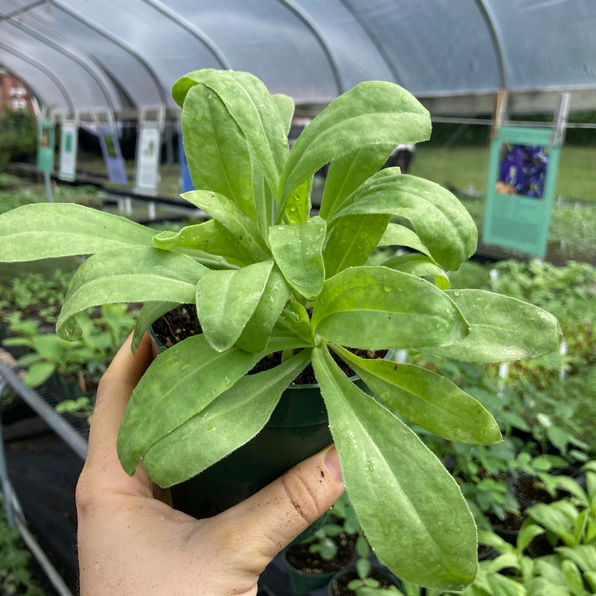 Flashback Calendula
