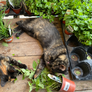 Catnip