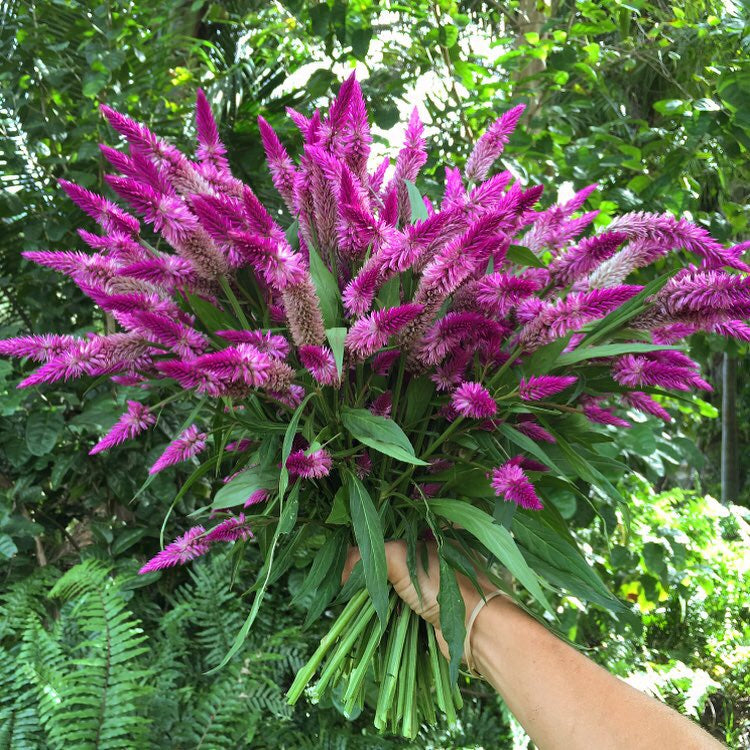 Flamingo Celosia