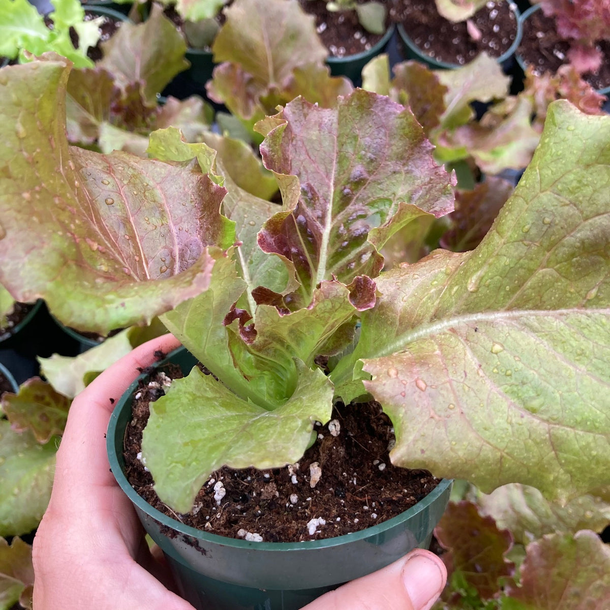 Cherokee Lettuce