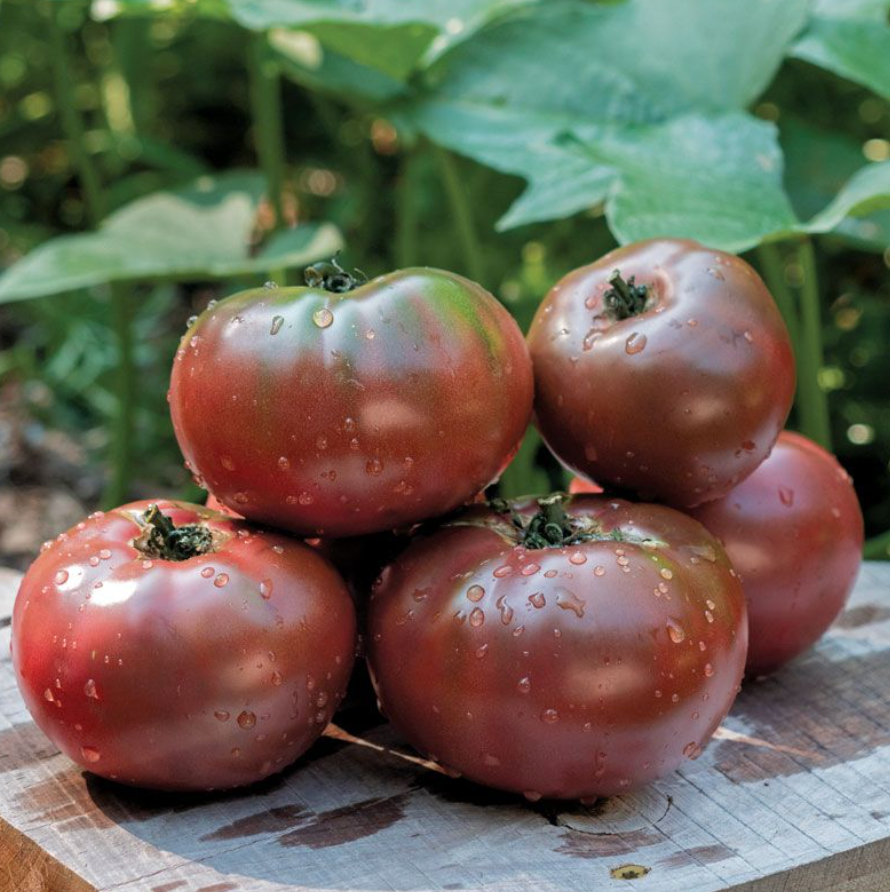 Cherokee Purple Tomato