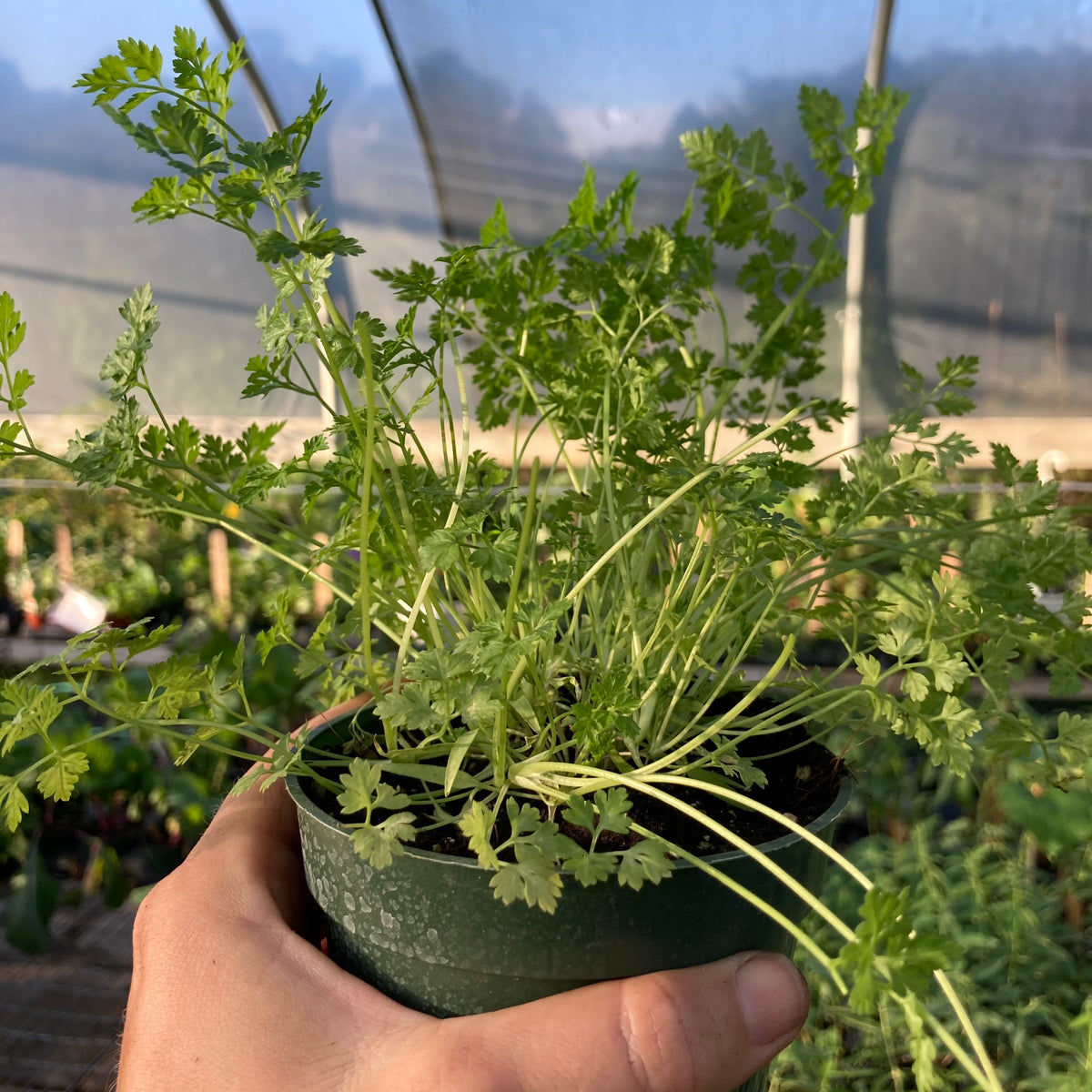 Chervil
