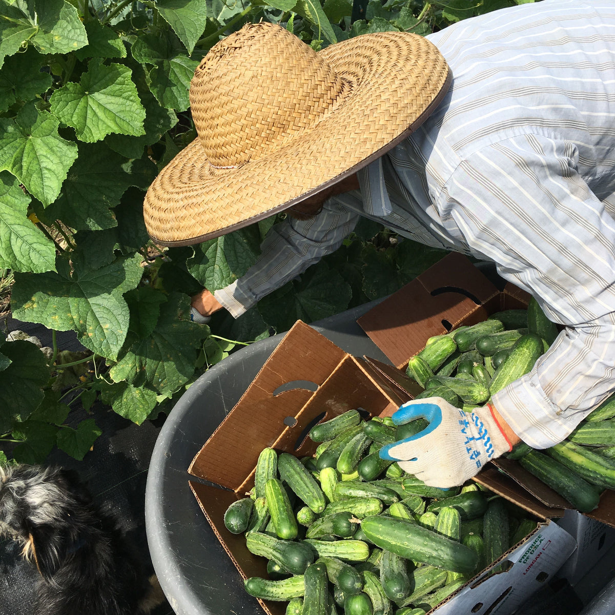 Jackson Supreme Cucumber