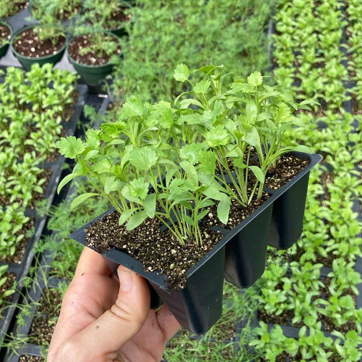 Cilantro