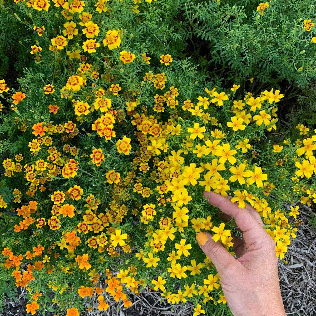 Citrus Gem Marigolds