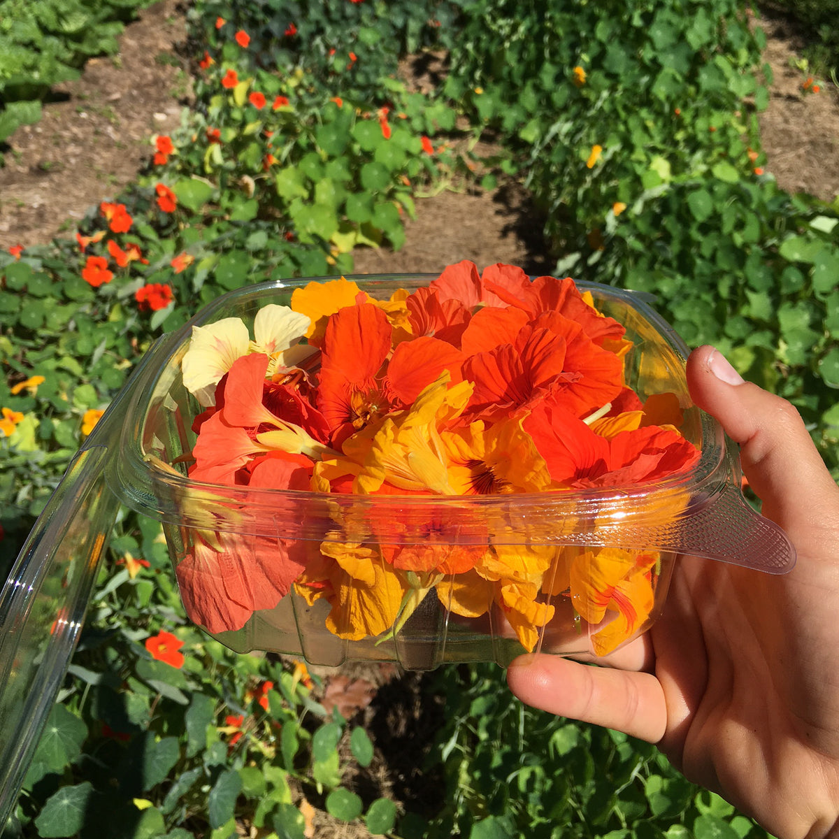 jewel mix Nasturtium Seed Packet