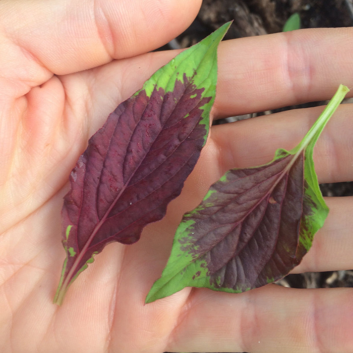 Celosia Amaranth (celosia argentea spicata) 100 seeds
