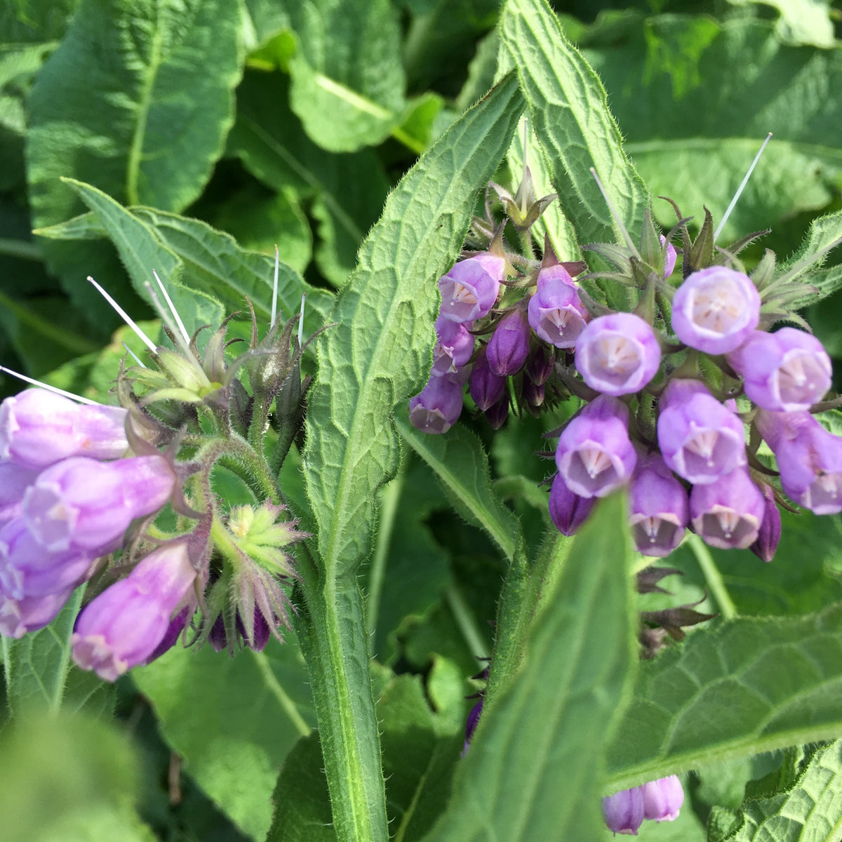 Comfrey