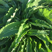 Comfrey