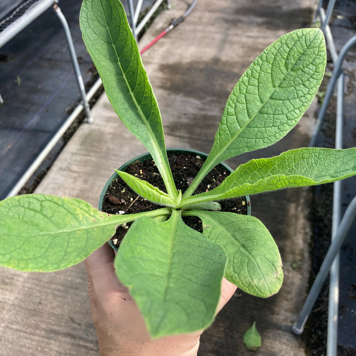 Comfrey
