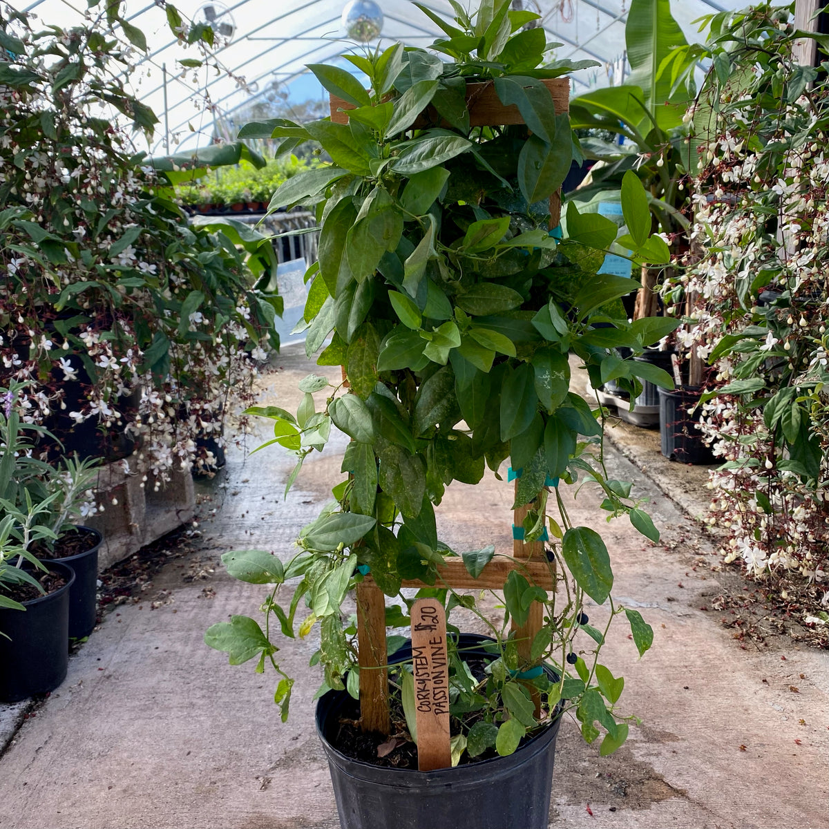 Corkystem Passionvine