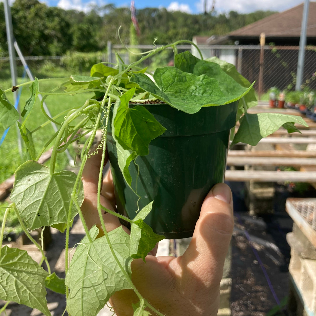 Cucamelon aka Mouse Melons
