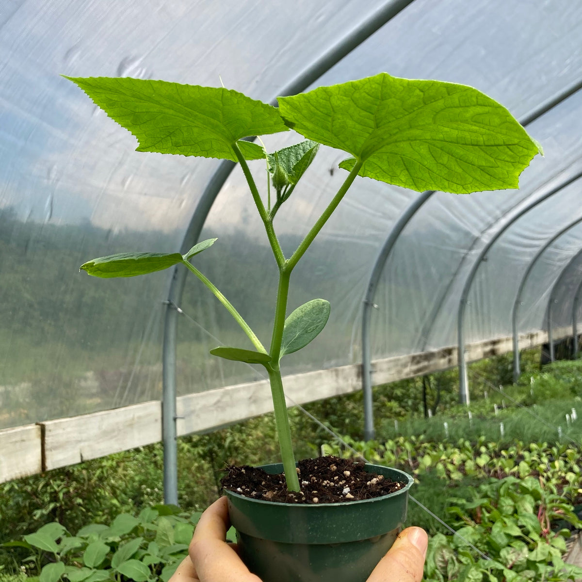 Marketmore 76 Cucumber