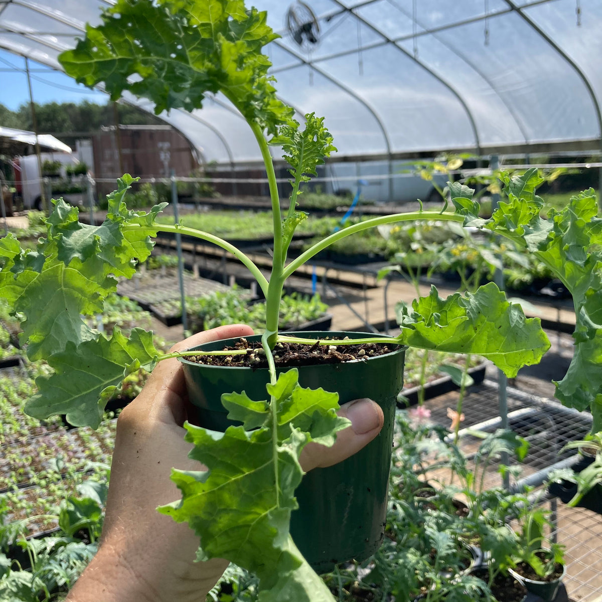 Curly Kale