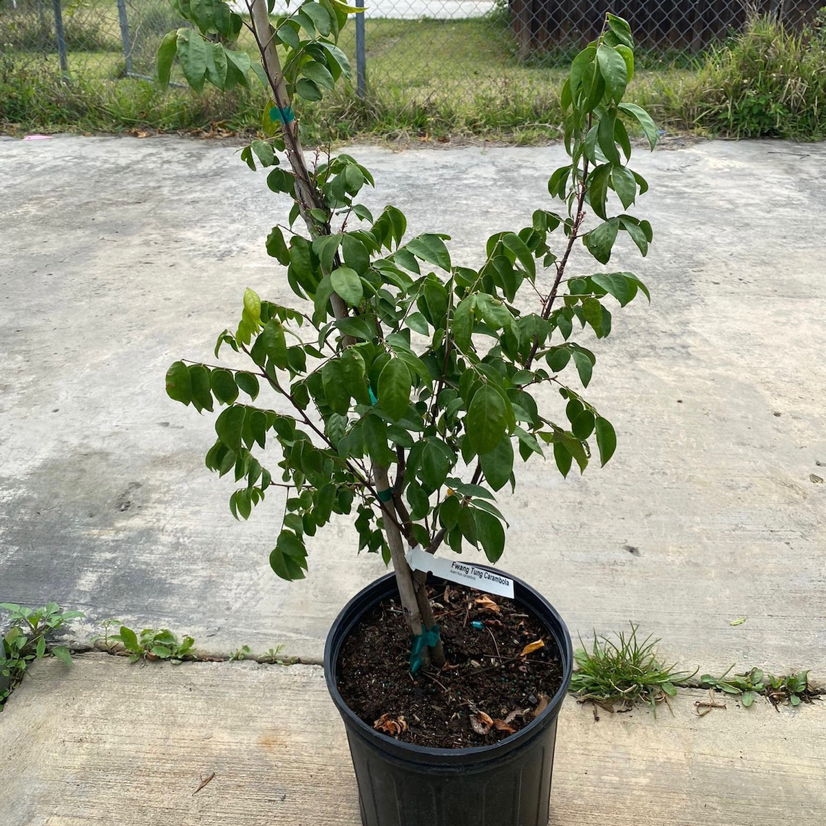 Fwang Tung Starfruit / carambola