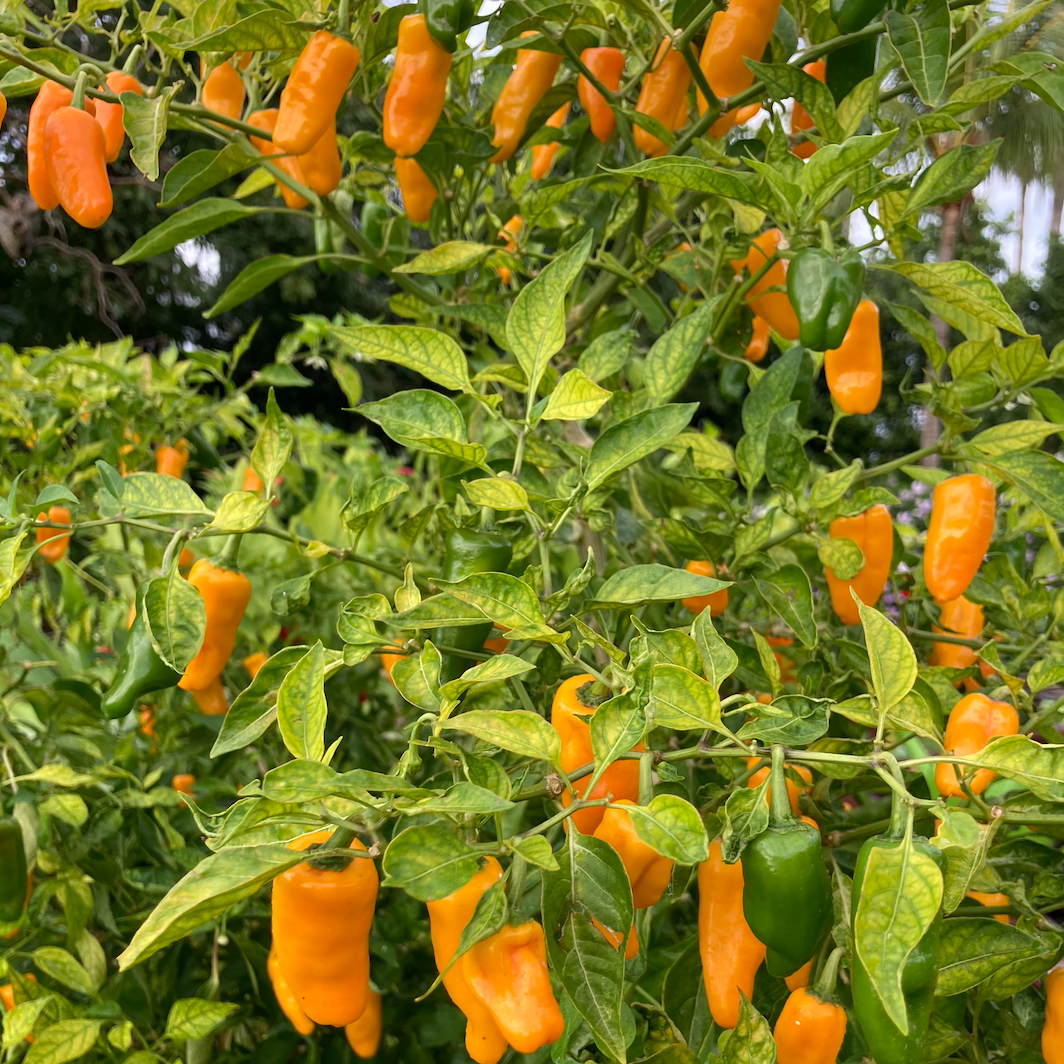 Datil Pepper
