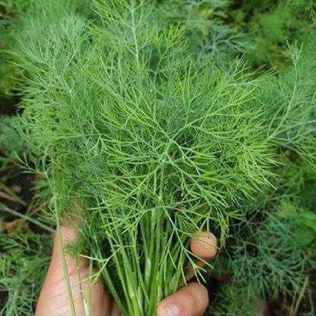 Bouquet Dill Seed packet