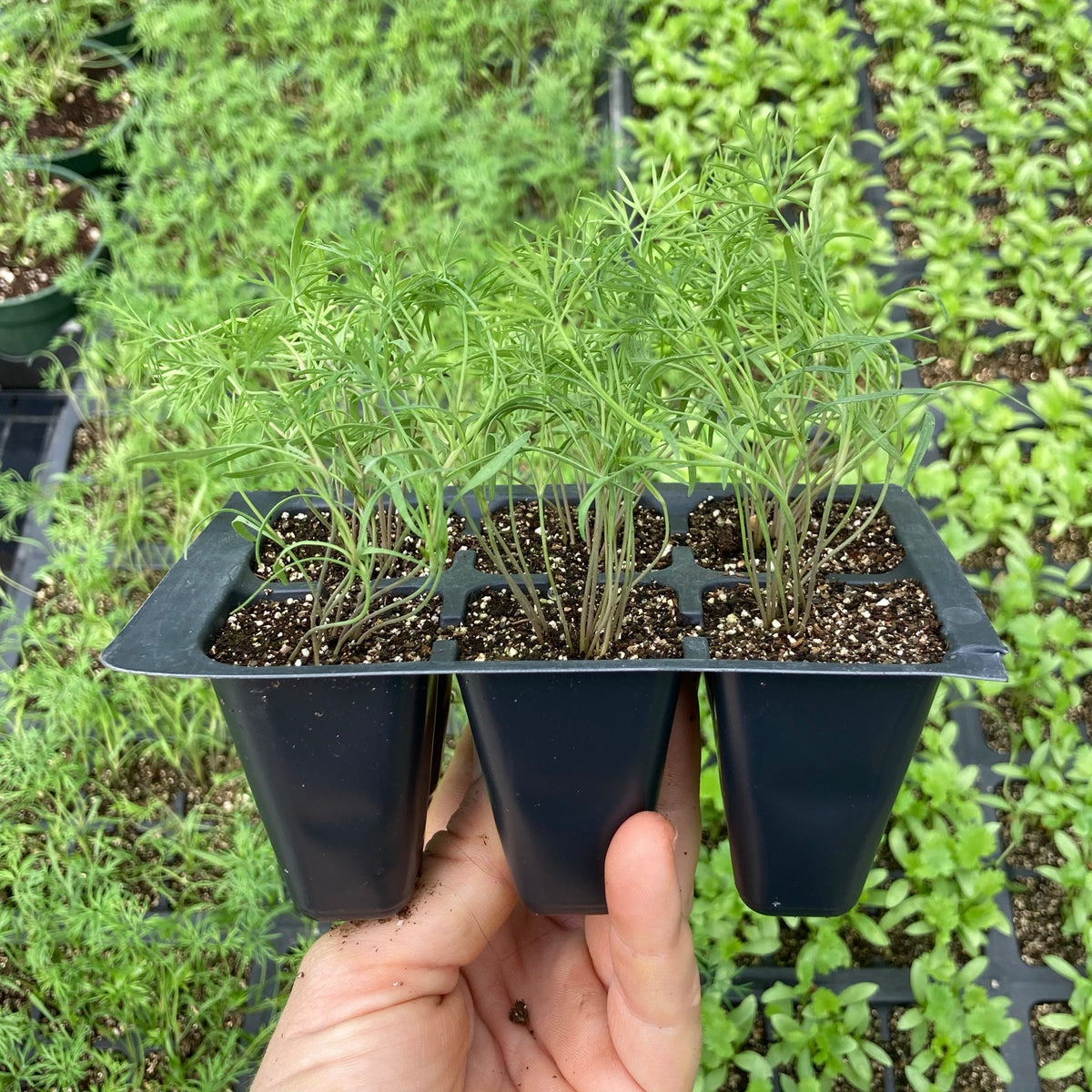 Dill